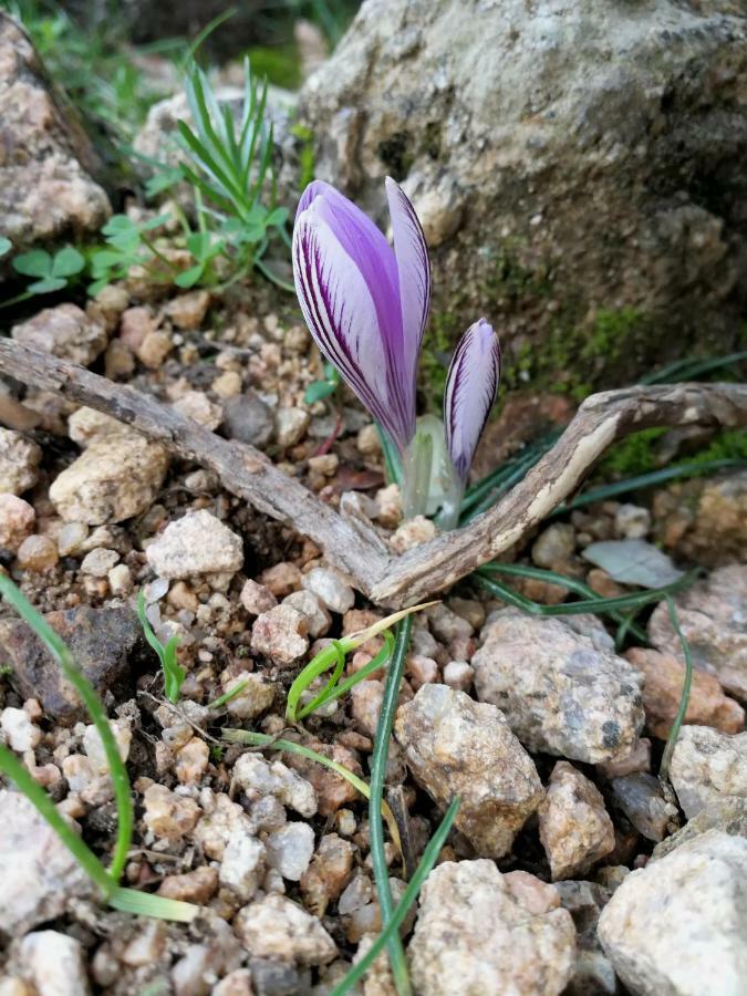 Il Giardino All'Angolo Villacidro Eksteriør bilde