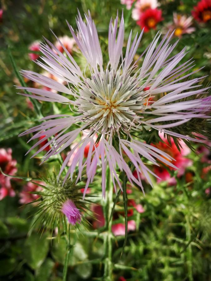 Il Giardino All'Angolo Villacidro Eksteriør bilde